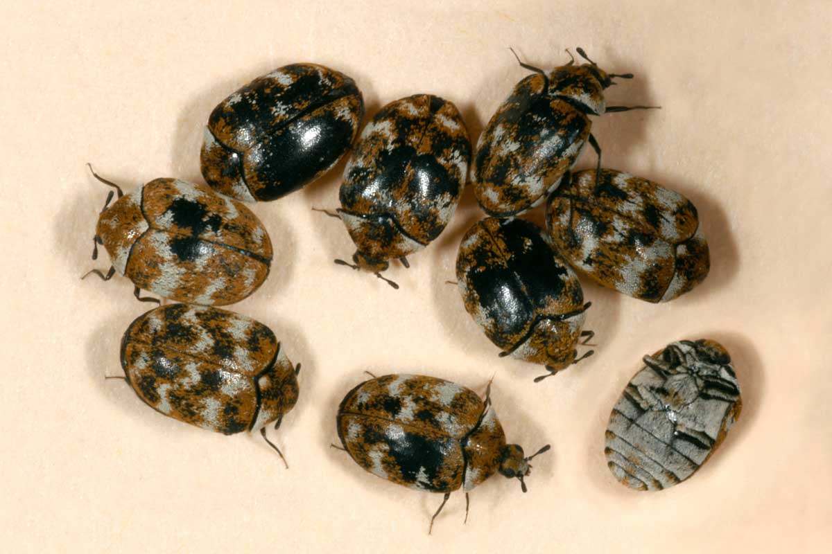 Carpet Beetles  Nebraska Extension in Lancaster County
